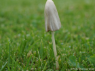 Conocybe apala