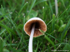 Conocybe apala