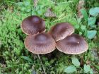 Cortinarius brunneus