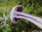 Cortinarius camphoratus