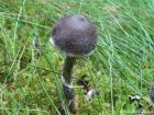 Cortinarius flexipes