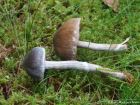 Cortinarius flexipes