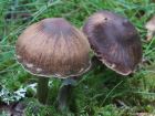 Cortinarius flexipes