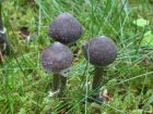 Cortinarius flexipes