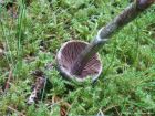 Cortinarius flexipes