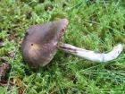 Cortinarius flexipes