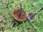 Cortinarius flexipes