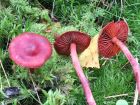 Cortinarius sanguineus