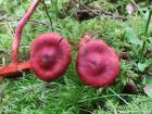 Cortinarius sanguineus