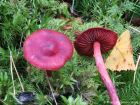 Cortinarius sanguineus