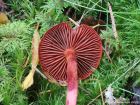 Cortinarius sanguineus