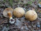 Cortinarius talus