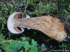 Cortinarius traganus