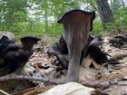 Craterellus cornucopioides