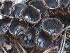 Cyathus striatus