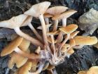 Desarmillaria tabescens