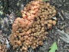 Desarmillaria tabescens