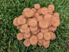 Desarmillaria tabescens