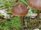 Entoloma pallescens