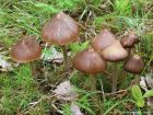 Entoloma pallescens