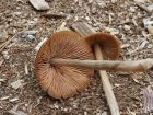Entoloma pallescens