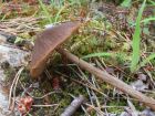 Entoloma pallescens