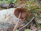 Entoloma pallescens