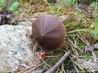 Entoloma pallescens