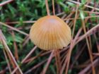 Galerina pumila