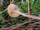 Galerina pumila