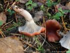 Gomphidius roseus