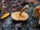 Gymnopilus penetrans