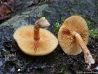 Gymnopilus penetrans