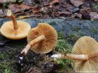 Gymnopilus penetrans