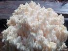 Hericium americanum