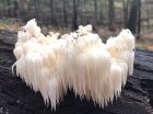 Hericium americanum