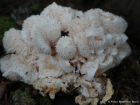 Hericium cirrhatum