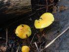 Hygrocybe chlorophana
