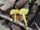 Hygrocybe chlorophana