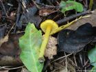 Hygrocybe chlorophana