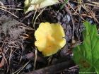 Hygrocybe chlorophana
