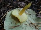 Hygrocybe chlorophana