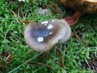 Hygrophorus olivaceoalbus