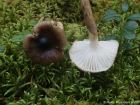 Hygrophorus olivaceoalbus