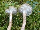 Hygrophorus olivaceoalbus