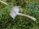 Hygrophorus olivaceoalbus