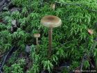 Hypholoma myosotis