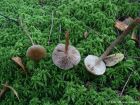 Hypholoma myosotis