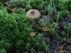 Hypholoma myosotis