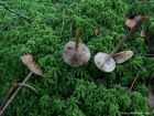 Hypholoma myosotis